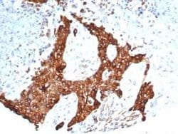 beta-III Tubulin Rabbit anti-Human, Clone: TUBB3/7090R, Novus Biologicals:Antibodies:Primary